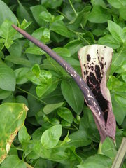 Arum dioscoridis