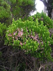 Erica caterviflora