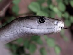 Dendroaspis polylepis