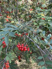 Sorbus aucuparia