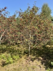 Sorbus aucuparia
