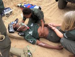 Dendroaspis polylepis