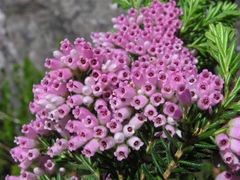 Erica caterviflora