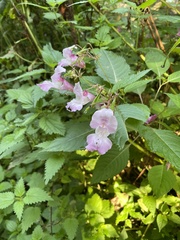 Impatiens glandulifera