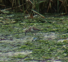 Calidris ruficollis