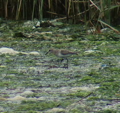 Calidris ruficollis