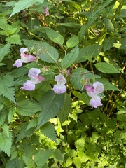 Impatiens glandulifera