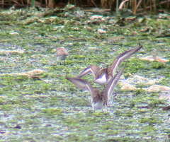Calidris ruficollis
