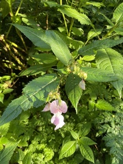 Impatiens glandulifera