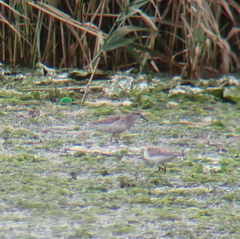 Calidris subminuta