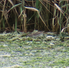 Calidris subminuta