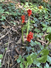 Arum maculatum