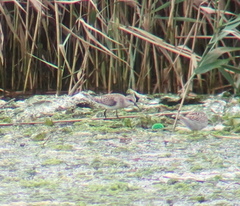 Calidris ruficollis