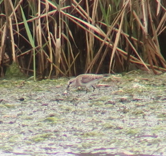 Calidris ruficollis