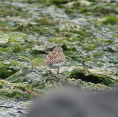 Calidris ruficollis