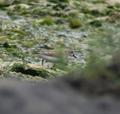 Calidris ruficollis