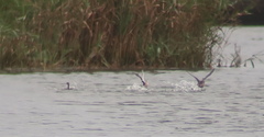 Tachybaptus ruficollis