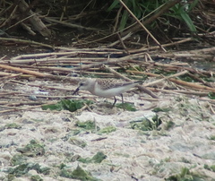 Calidris ruficollis