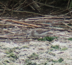 Calidris ruficollis