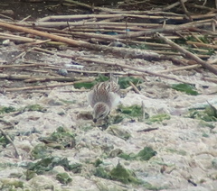 Calidris ruficollis