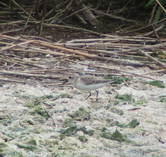 Calidris ruficollis
