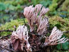 Lentaria patouillardii
