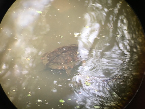 iNaturalist observation photo of Northwestern Pond Turtle