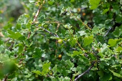 Ribes aciculare