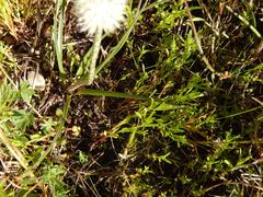 Lachenalia contaminata