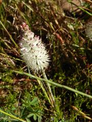 Lachenalia contaminata