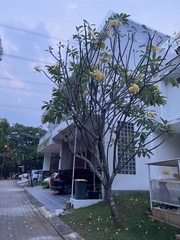 Plumeria
