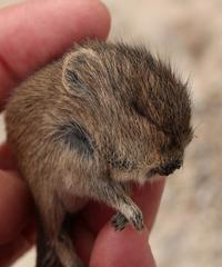 Desmodillus auricularis