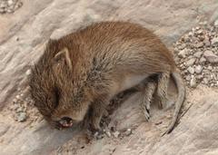 Desmodillus auricularis