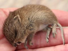 Desmodillus auricularis