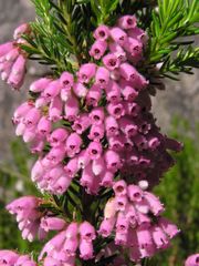 Erica caterviflora