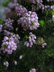 Erica caterviflora