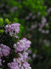 Erica caterviflora