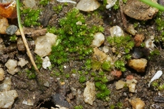 Gemmabryum