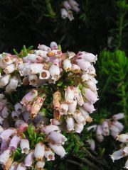 Erica caterviflora