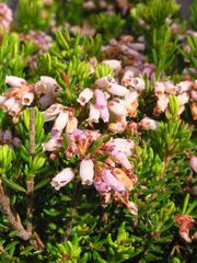 Erica caterviflora