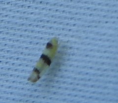 Empoa gillettei