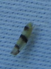 Empoa gillettei