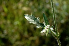 Crepis foetida