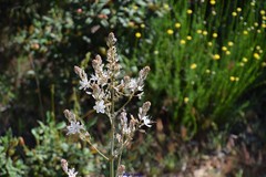 Asphodelus serotinus