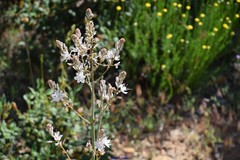 Asphodelus serotinus