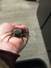 Abantiades atripalpis