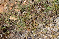 Sanguisorba verrucosa