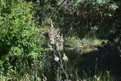 Asphodelus serotinus