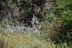 Asphodelus serotinus