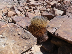 Eriosyce rodentiophila